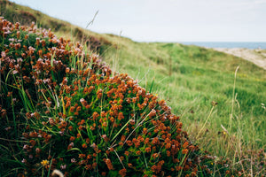 Native & Drought-Tolerant Species
