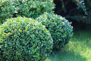Shrubs and Hedges