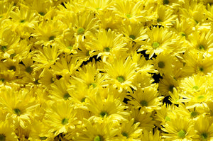 Cut Flowers