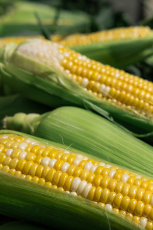 Corn