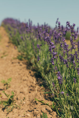 Perennials