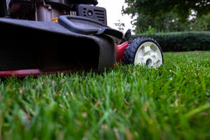 Turfgrass