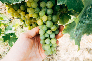 Vines