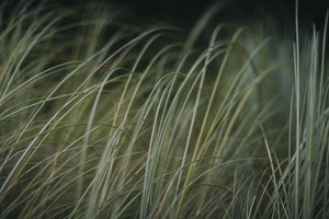 Ornamental Grasses