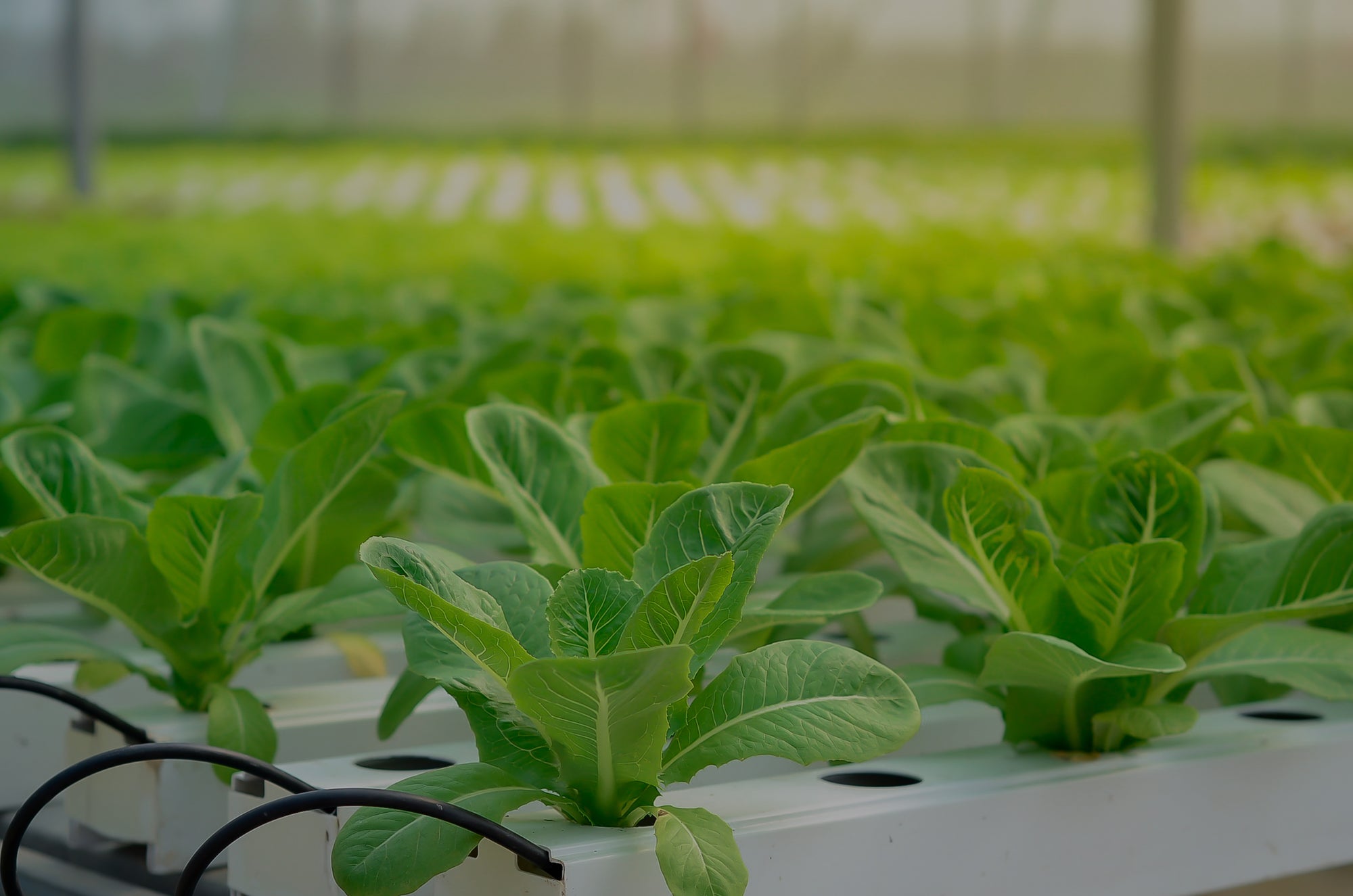 Mycorrhizal Inoculants for Controlled Environments