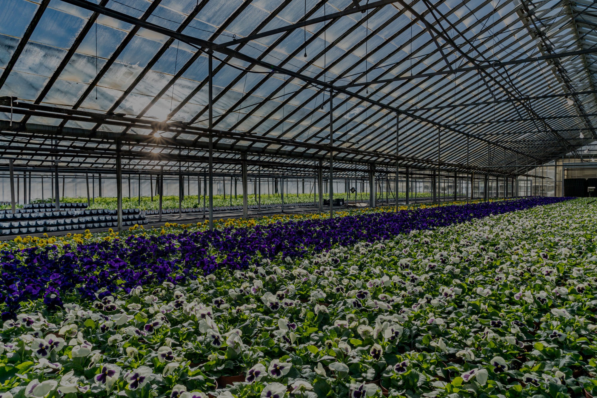 Mycorrhizal Inoculants Designed for Nursery Growers and Horticultural Professionals