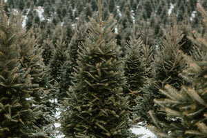 Trees