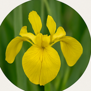 Wetland & Upland Meadow Species