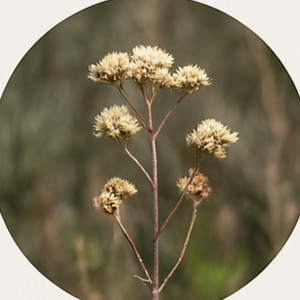 Chaparral & Sage Scrub Species