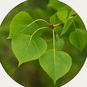 Riparian Plants (e.g., Salix, Populus, Juncus)