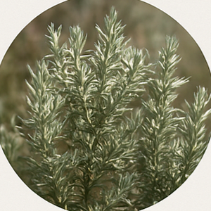 Shrubs (e.g., Ceanothus, Artemisia, Salvia)