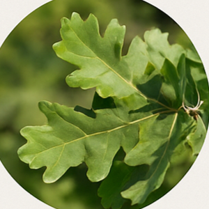 Trees (e.g., Quercus, Acer, Pinus)