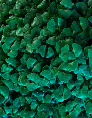 Groundcovers