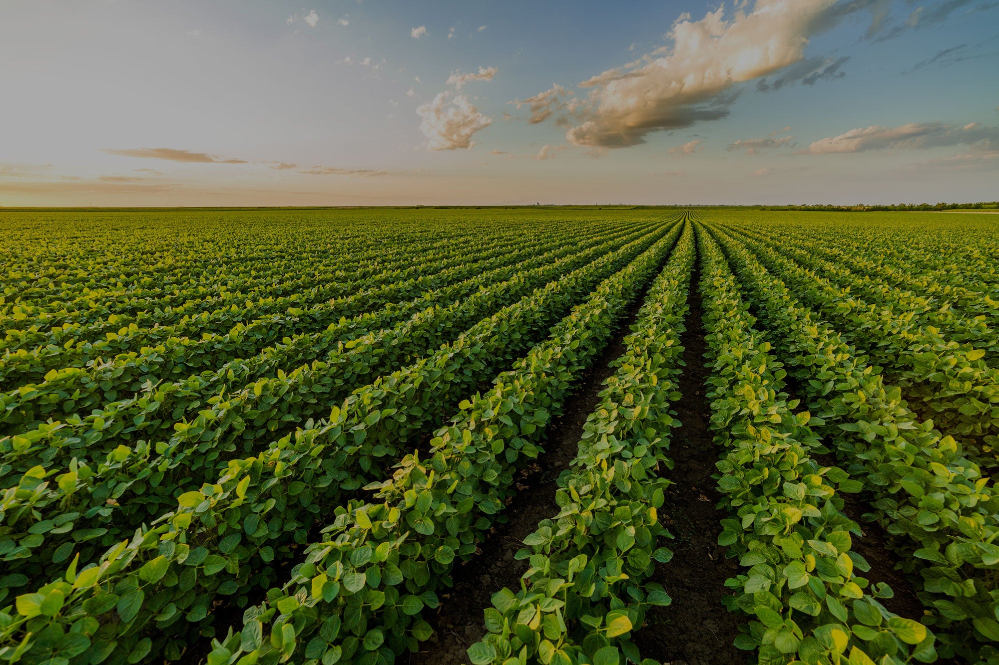 Mycorrhizal Inoculants for Agricultural Professionals