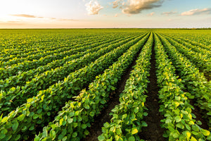 Soybeans