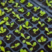 Soil Incorporation