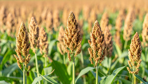 Sorghum