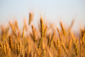 Wheat
